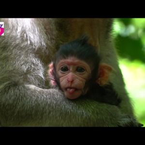 Meet your Posher, Rick laurent